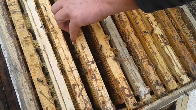 Что в гнёздах на Лесном облётнике смотреть онлайн