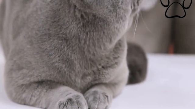 British shorthair / Британская короткошерстная смотреть онлайн