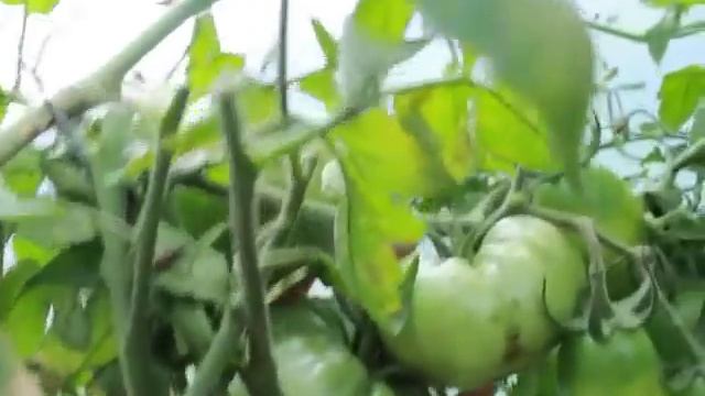ЛУЧШИЕ ТОМАТЫ СЕЗОНА ВЫСТОЯВШИЕ ПОД ФИТОФТОРОЙ/ СМОТРЕТЬ НА 2 СКОРОСТИ. смотреть онлайн