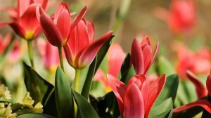 Отличная музыка для души. Сборник самых замечательных песен Сергея Грищука