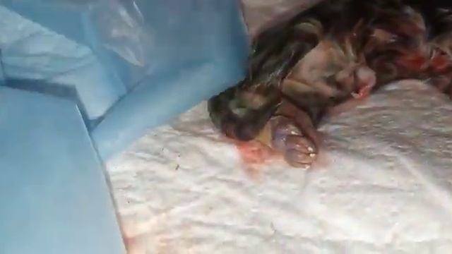 роды реанимация волнение кошки