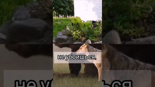 И с камнями у тебя союз... #стихи#библия смотреть онлайн