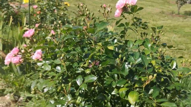 Роза Боника на штамбе смотреть онлайн