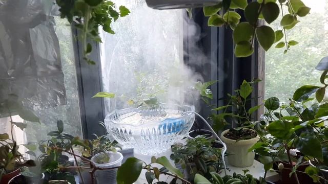 SOS. Спасаю комнатные растения от жары. Алиэкспресс прислал нужную штуку. смотреть онлайн
