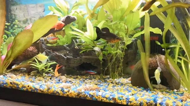 Обзор аквариума на 60 литр. Малёк моллинезии. Криветки. Аква растения смотреть онлайн