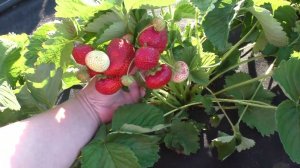 СЕНСАЦИЯ медово-сладкий сорт клубники среднего срока созревания