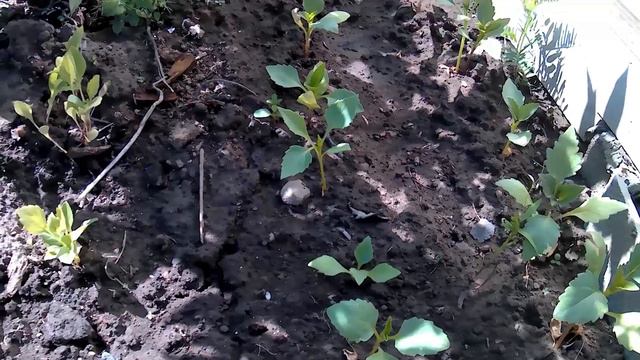 СЕГОДНЯ НА ОГОРОДЕ смотреть онлайн