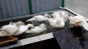 Содержание бройлерных уток МУЛАРДОВ. 2 месяца ч.5