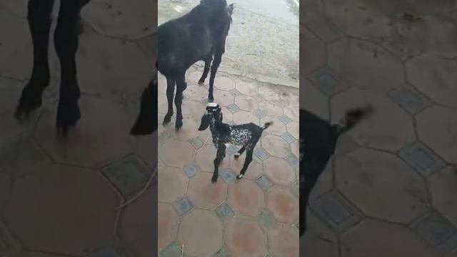 Камори козы на прадажу кому интересно пишите по WhatsApp89031661606 также доставка имеются смотреть онлайн