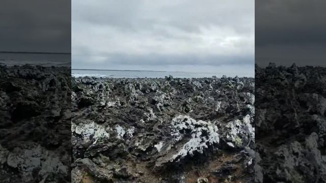 Iguanas Galapagos Islands / Игунаы Галапагосские острова смотреть онлайн