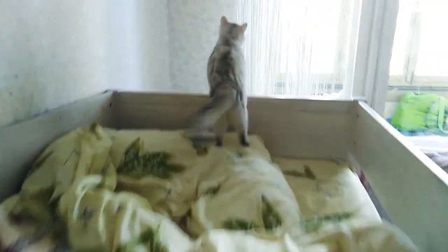 Моя кошка в свободное время каждый день смотреть онлайн