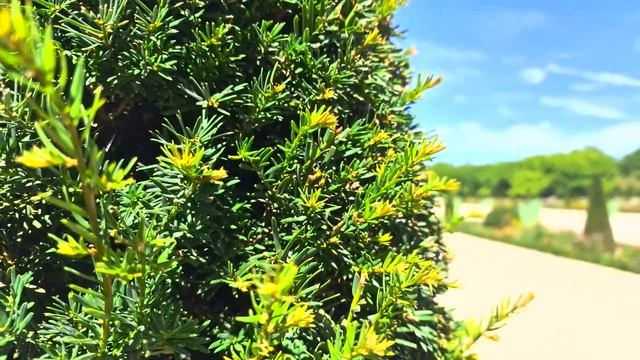 Beautiful Flowers (HDR10+) 4K Sample Footage Video HDR10 Plus