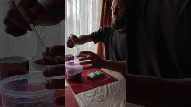 Мухамор красный! Моя дозировка и первые впечатления. смотреть онлайн