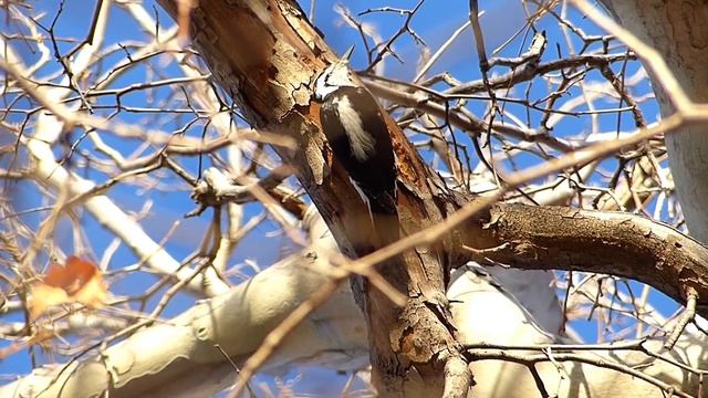 Panasonic Lumix FZ200 Video Test - Sedona, AZ- смотреть онлайн