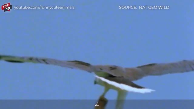 Сумасшедших Раз Птица И Змея Сражаются Насмерть смотреть онлайн