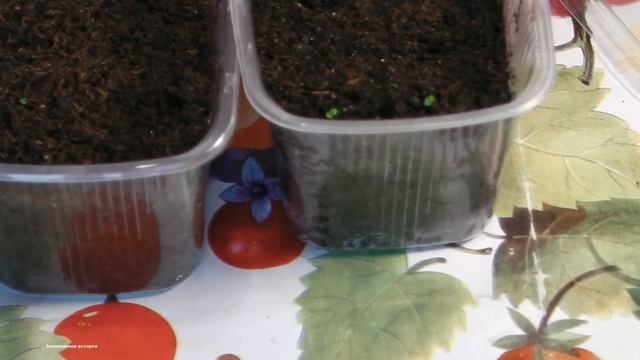 В КАКОЙ ГРУНТ ЛУЧШЕ ПОСЕЯТЬ БЕГОНИЮ НА РАССАДУ . смотреть онлайн