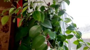 Эсхинантус.Приметы и суеверия.