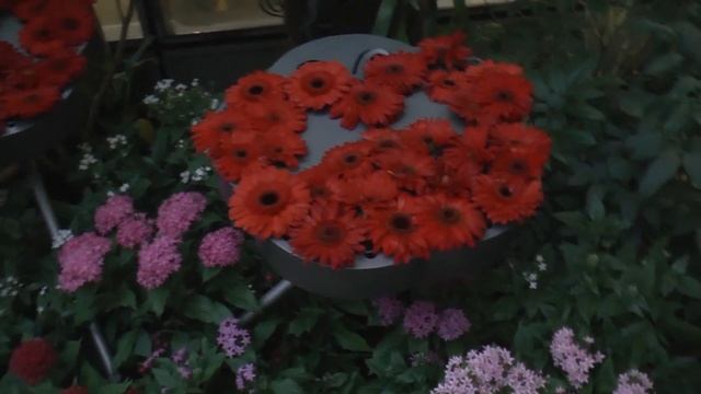 Аэропорт Сингапура Чанги, бассейн в аэропорту (Singapore Changi Airport)
