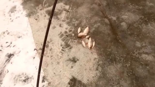 рыбалка на подъемник,паук первый лёд, ловим живца зимой смотреть онлайн