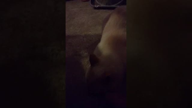 My cat kia loves my room and he loves to sit in my bean bag смотреть онлайн