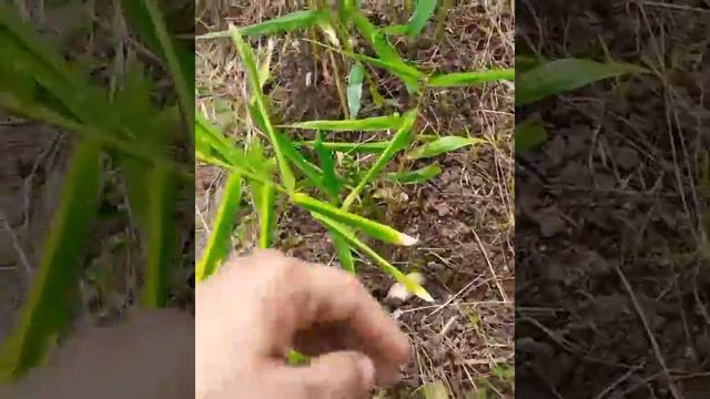 Trinidad and Tobago Ginger смотреть онлайн