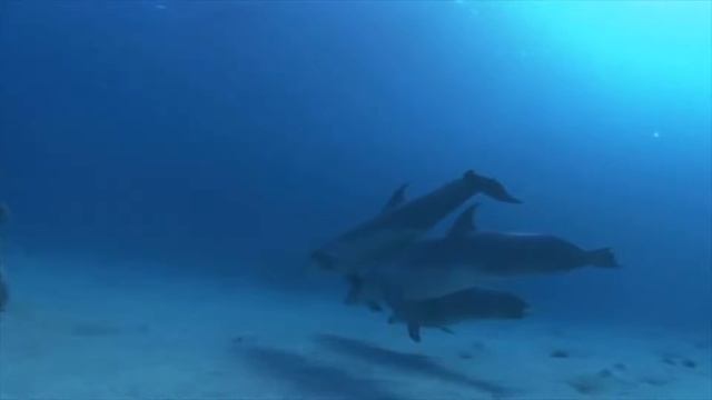 Интересные факты о дельфинах смотреть онлайн