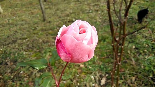 2019_01_19 #Шок! #Крещение #цветет #роза! смотреть онлайн