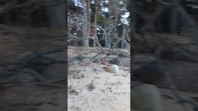 Лебеди два белых и два черных. В конце видео. смотреть онлайн