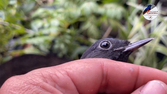 TRIK RAWATAN BETINA USIA 5 BULAN SUPAYA CEPAT NELUR смотреть онлайн