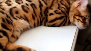 bengal cat cattery BengaMur