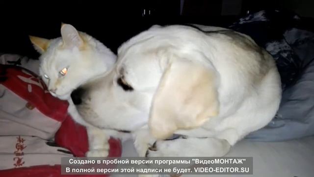 Лабрадор Чарли и котик Харли.) смотреть онлайн