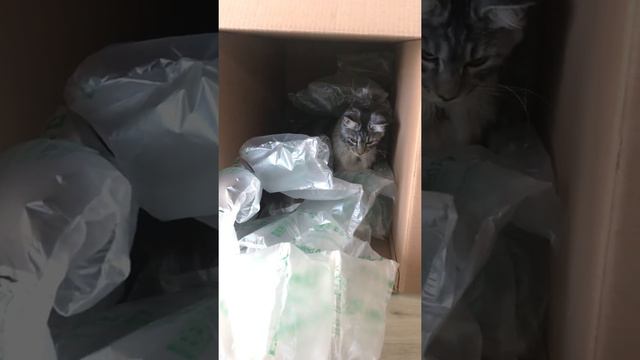 Котёнок Мейн-кун распаковывает посылку смотреть онлайн