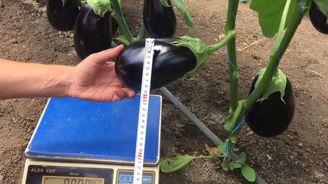 Огляд баклажана CRX 50156 - від компанії Cora Seeds смотреть онлайн