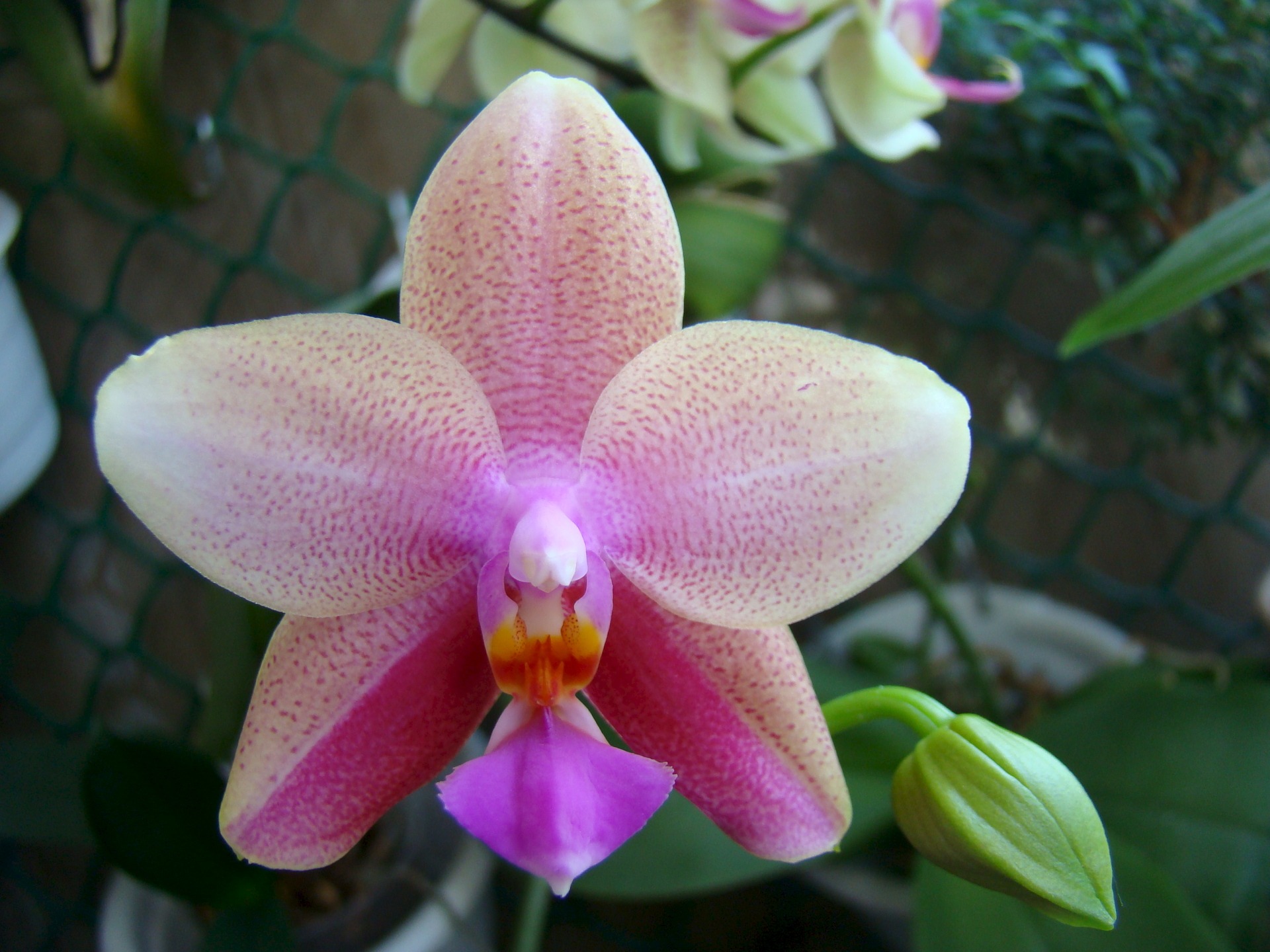 Орхидея Лиодоро: фото, описание и правила ухода в домашних условиях смотреть онлайн