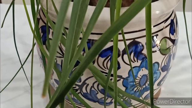 Care of Ponytail Palm/Nolina palm/Elephant Foot plant How to Grow& Care Nolina Palm/Poneytail palm смотреть онлайн