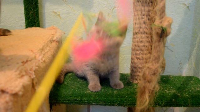 Питомник шотландских и британских кошек Cat's Perfection смотреть онлайн
