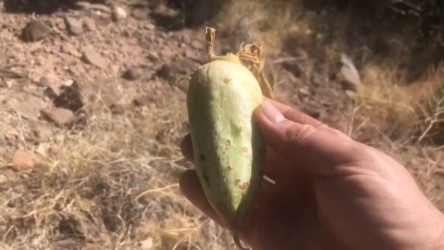 Eating Banana Yucca Fruit смотреть онлайн