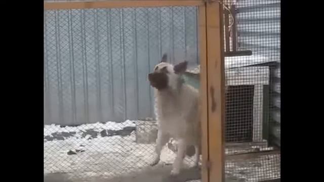 Собака танцует под музыку смотреть онлайн