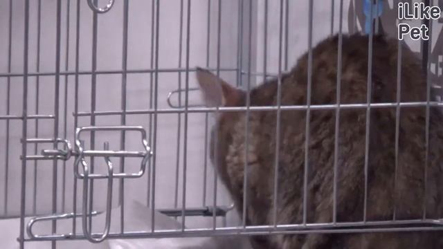 Пиксибоб. Особенности. Уход смотреть онлайн