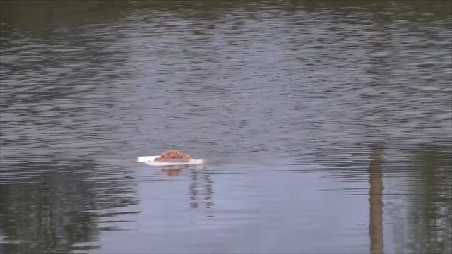 Забросил к ночи резинку и донку на крупного карася и пробуем ФЛЕТ фидер вечером и ночью! смотреть онлайн