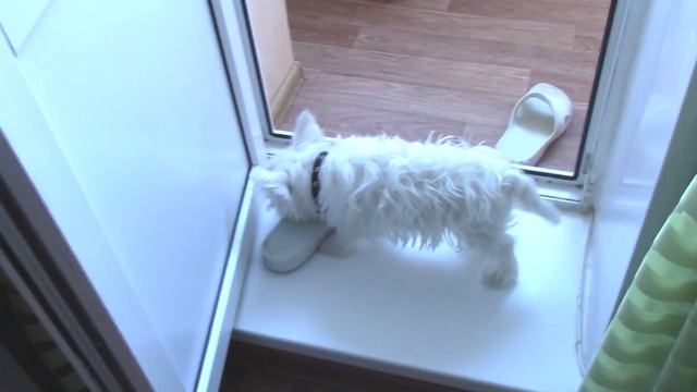 Крутой 3D пазл! СОБИРАЕМ Красивую собачку 3D puzzle Yellow dog toy смотреть онлайн