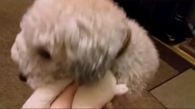 #пудель#умныесобаки
Максик🐶🐩 и белая мишка🐼🐭.Он играет с игрушкой🤣❤.Пудель Макс Приколы🤗😍 смотреть онлайн