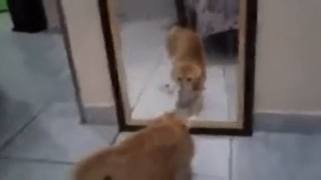 Кот бояка смотреть онлайн