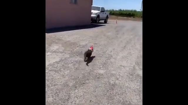 смешной котик решил полакомится попал в ловушку 2021 прикол смешные животные смотреть онлайн