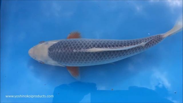 Nisai Asagi Kataoka ( Customer Koi ) April 2016 смотреть онлайн