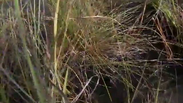 Genlisea filiformis in French Guyana.MOV смотреть онлайн