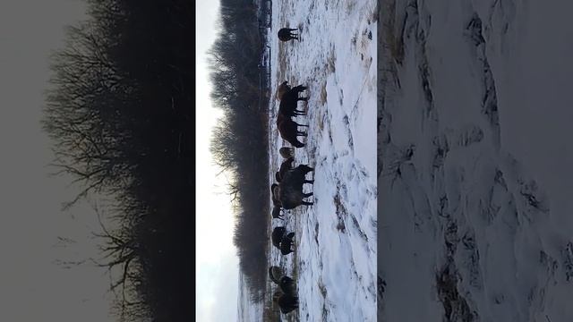 самое выгодное животное для разведения в деревне овцы или свиньи? смотреть онлайн