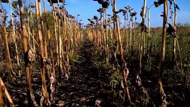 САМВЕЛ АДАМЯН НАДЯ ЗАНИМАЕТСЯ ЧЕРНОЙ МАГИЕЙ.ЗАКАЗАЛА СВЕЧИ. ПРИВОРОТ ЧУЖОГО МУЖА смотреть онлайн