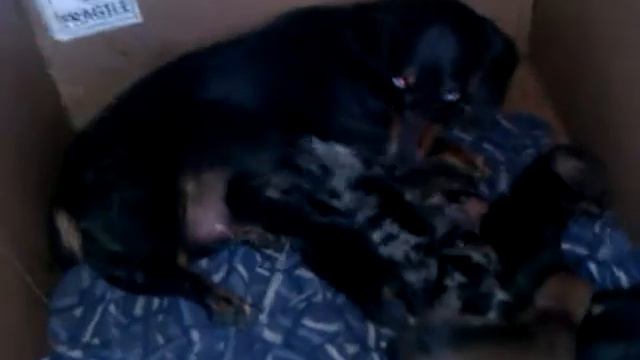 Таксята разноцветные смотреть онлайн