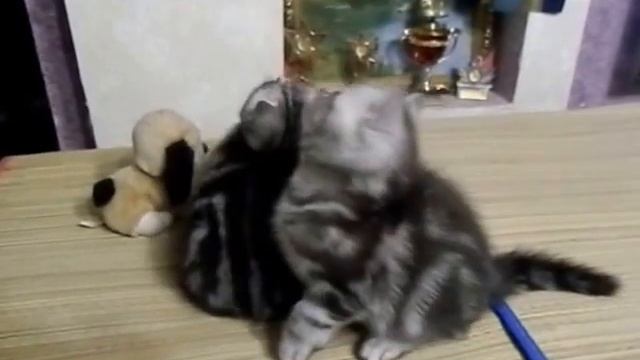 Мраморные британские котята смотреть онлайн